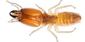 Termite Pest Control Sydney