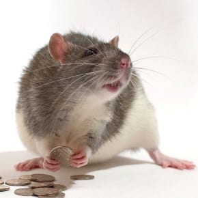 Rats_news