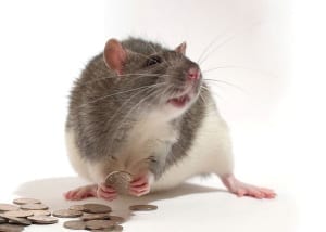 Rats_news