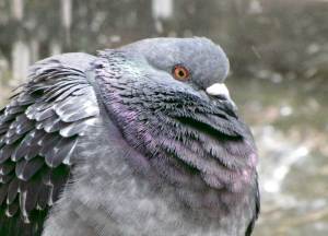 Bird Solutions