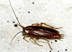 Crawling Insect Solution