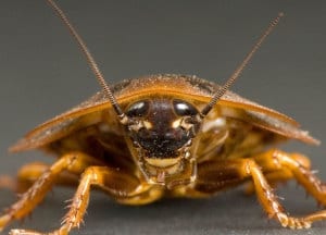 Crawling Insects - cockroach