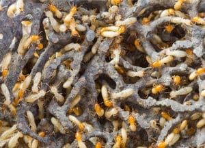 Termite nest