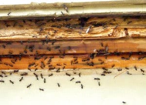 Crawling Insects