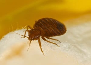 Bed Bugs