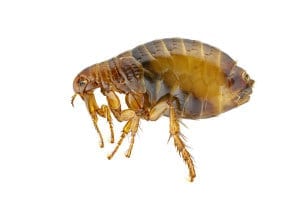 Fleas
