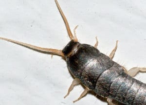 Silverfish