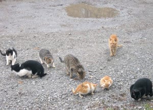 Other Animals - Cats