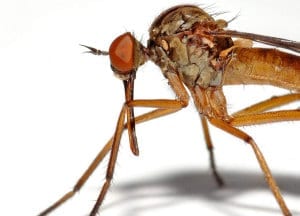 Mosquitoes & Midges