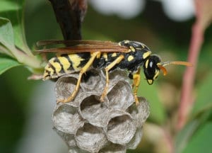 Wasps nest