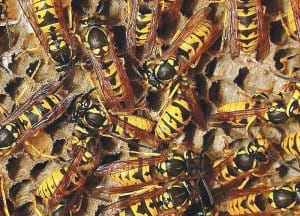 Flying Insects solutions