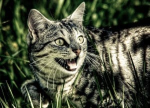 Feral Cat