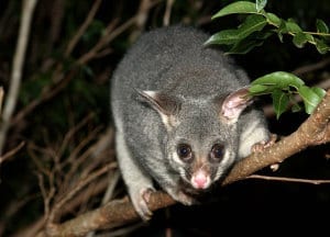 Possums