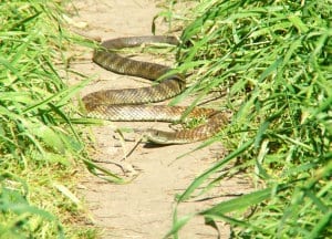 Snakes