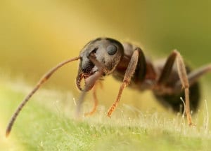 Ants