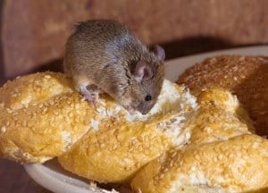 First Signs Of Rodents