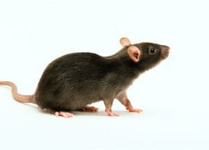 Rats