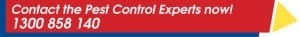 Contact the Termite pest control sydney experts