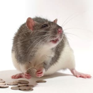 Rodent Solutions