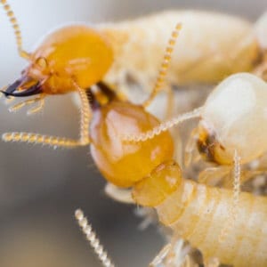 Termite Treatments