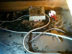 rats need warmth