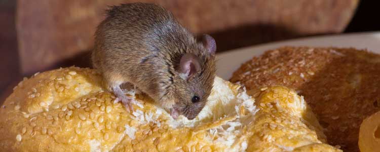 Knockout Mice Fact Sheet