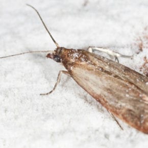 How to Get Rid of Pantry Moths