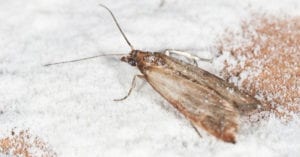 How to Get Rid of Pantry Moths