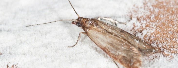 How to Get Rid of Pantry Moths
