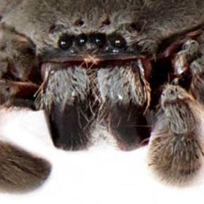 hairy Spider