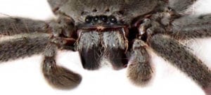 hairy Spider