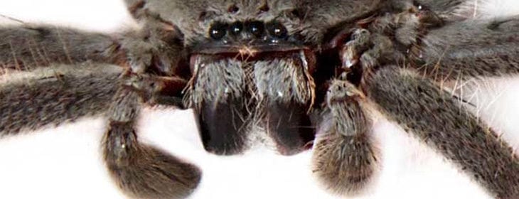 hairy Spider