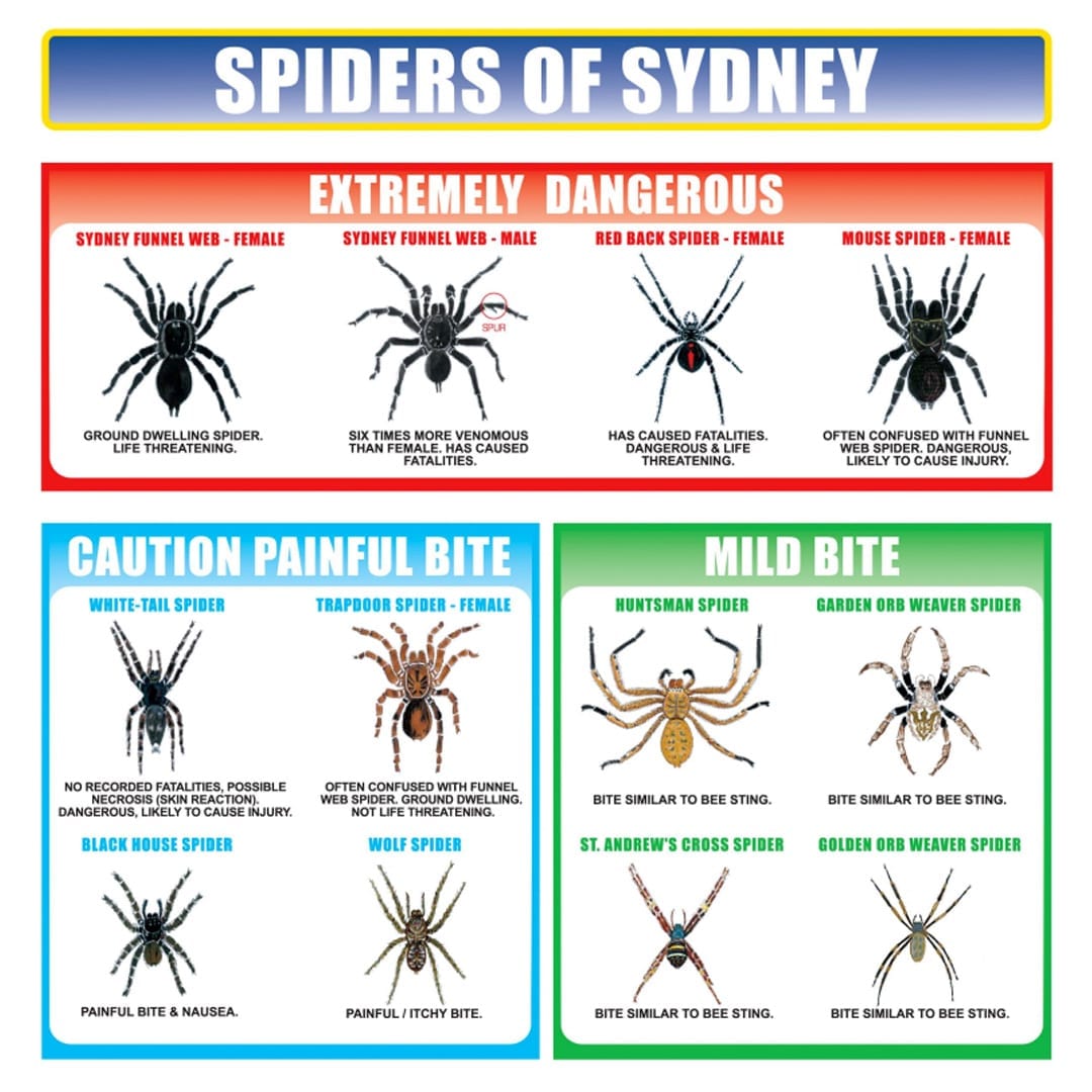 Spider Identification Chart